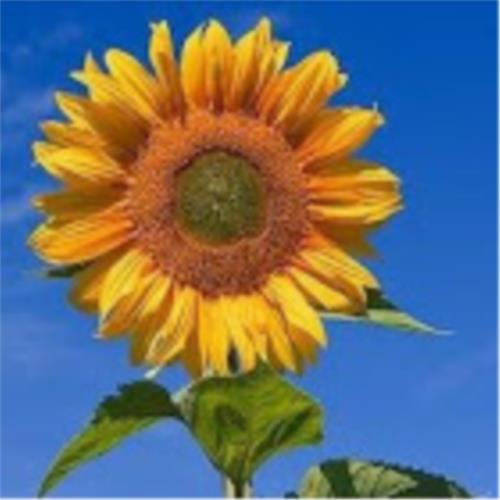 Rob The Gardener Exeter Rob The Gardener Exeter